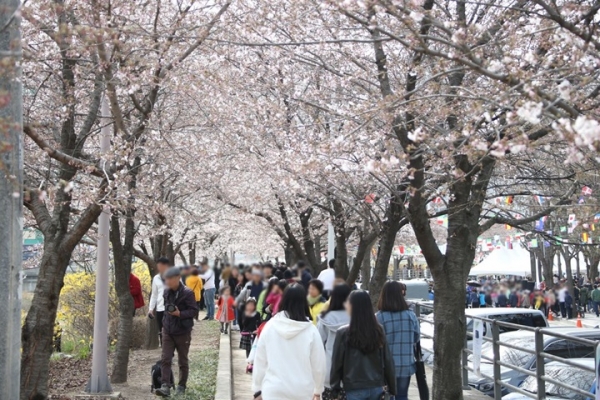 만개한 안양천의 벚꽃을 많은 시민들이 즐기고 있다.