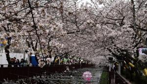 ‘더워진 겨울’…벚꽃 축제 일주일 당겨졌다
