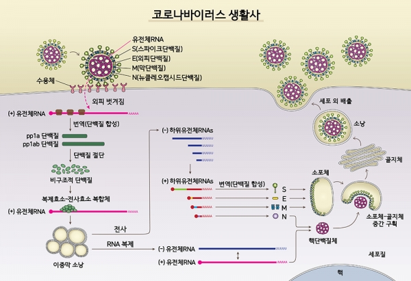 사스코로나바이러스-2(SARS-CoV-2)의 생활사.자료=IBS
