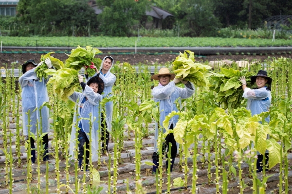 KT&G 원료본부와 김천공장 임직원들은 24일 문경시 가은읍의 잎담배 농가를 방문해 수확 봉사활동을 진행했다고 밝혔다. KT&G