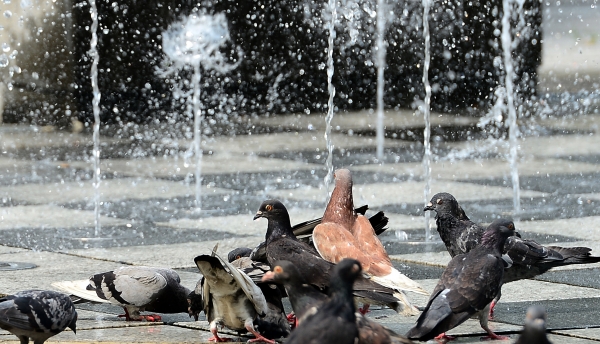 ​여름철, 공원에 자리잡은 비둘기들이 분수대의 물을 맞으며 열기를 식히고 있다. (뉴시스)