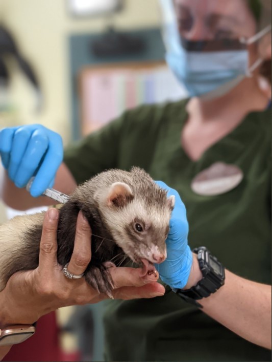 미국 캘리포니아 오클랜드 동물원의 수의사가 흰담비에게 동물 전용 코로나19 백신을 투여하고 있다.