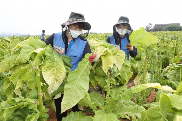 지난 13일 충남 아산시 농가에서 KT&G 임직원들이 잎담배 수확 봉사 활동을 펼치고 있다. KT&G